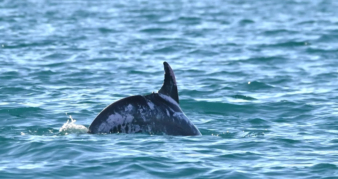 یک موجود دریایی «بسیار کمیاب» از آب بیرون پرید و دانشمندان استرالیایی را مبهوت کرد
