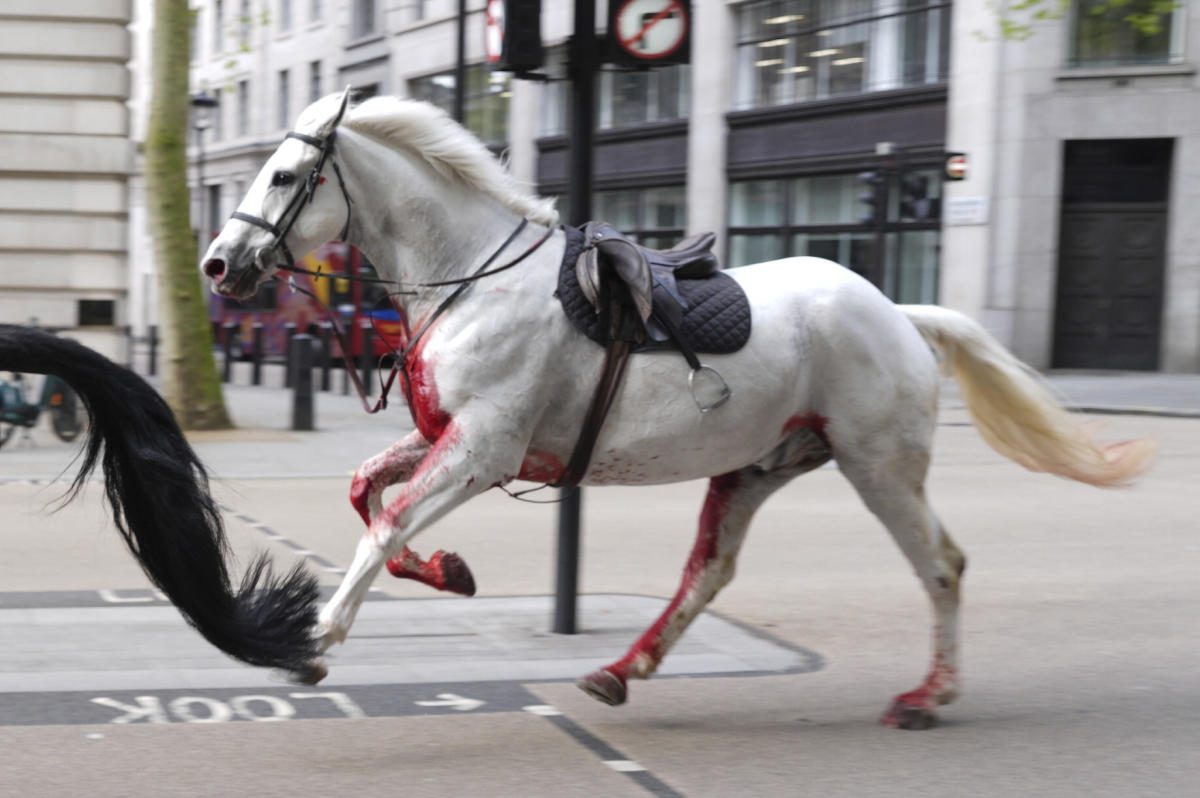 2 اسب نظامی که آزاد شدند و در لندن رها شدند در وضعیت وخیمی هستند