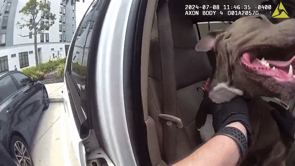 پلیس فلوریدا برای کمک به سگ "مضطرب" شیشه ماشین را می شکند